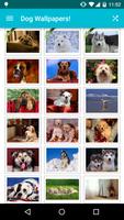 Dog Wallpapers!