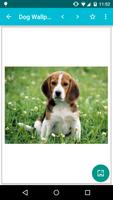 Dog Wallpapers!