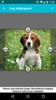 Dog Wallpapers!