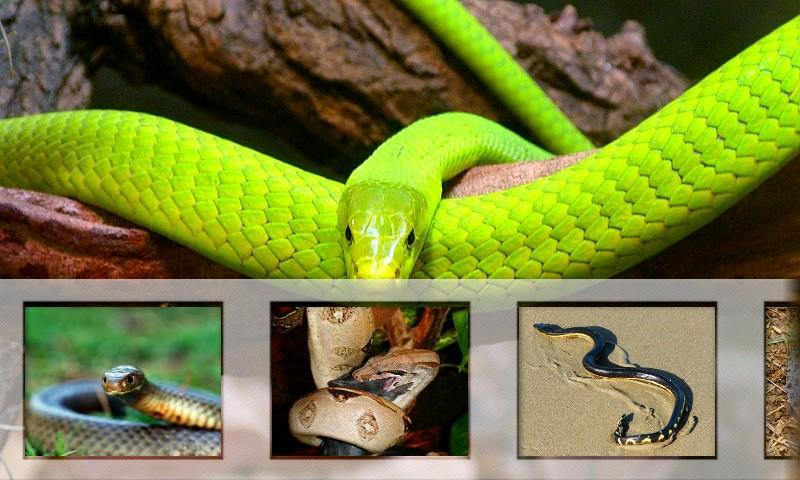 Best Dangerous Snakes