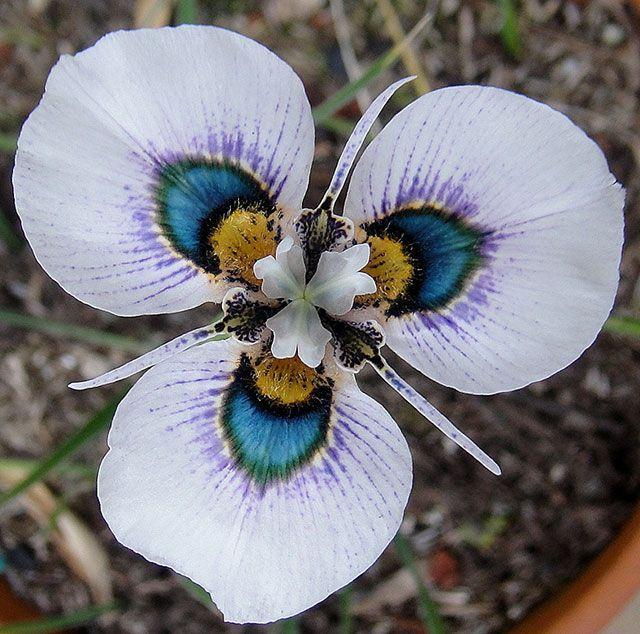 Exotic Flowers