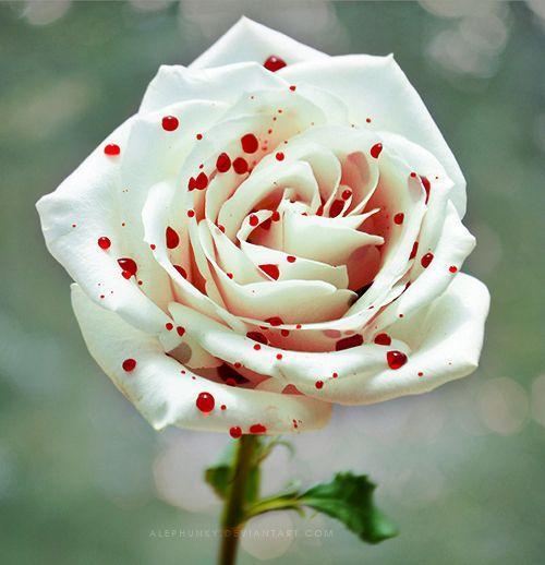 Exotic Flowers