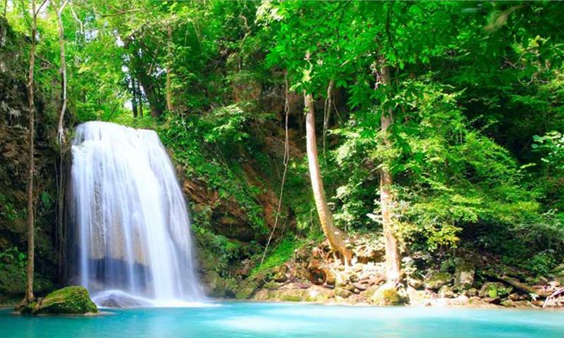 Escape From Amazon Forest