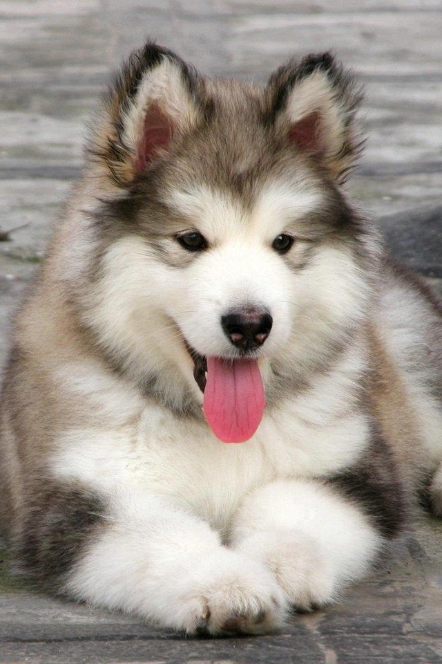Puzzle Alaskan Malamute Game