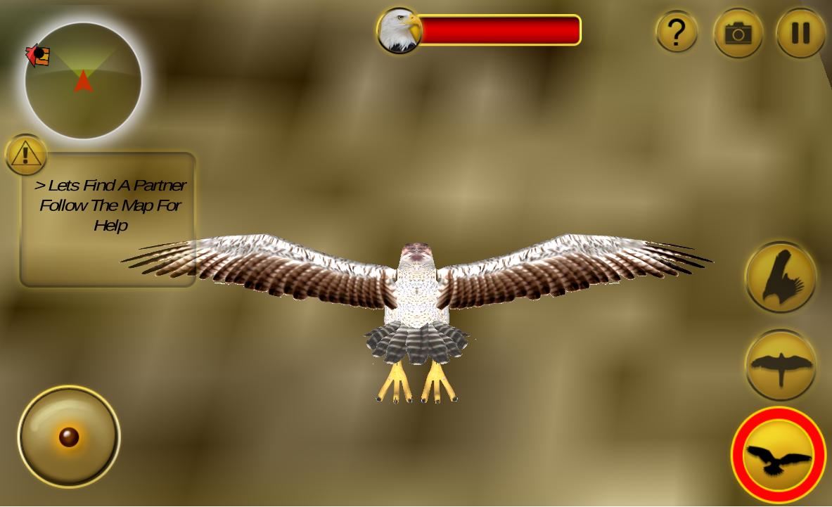 American Falcon Wild Sim 2016